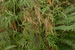 Lycopodium volubile. Mature brown strobili borne in clusters on branching stems.
 Image: L.R. Perrie © Te Papa CC BY-NC 4.0